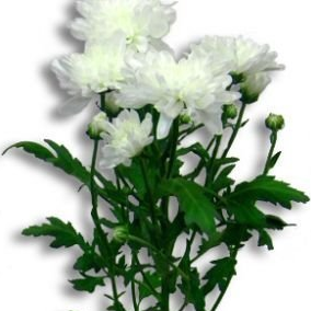 Хризантема кустовая белая 60см Голландия (KHKG01) из Конструктор - Интернет магазин цветов ЭДЕМ в Хабаровске